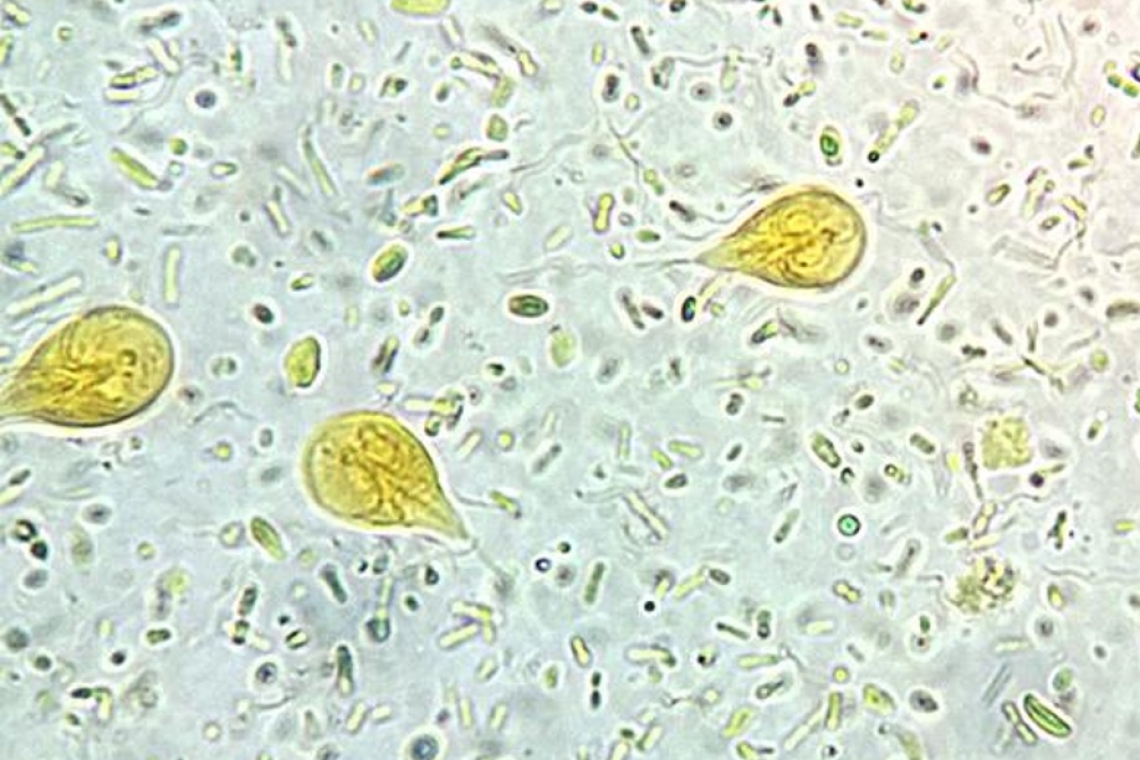 Giardia un parassita intestinale sopravalutato del cane e del gatto ?